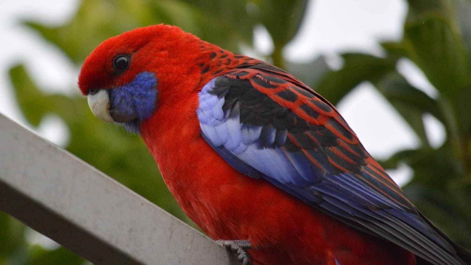 A crimson rosella perched on a metal rail