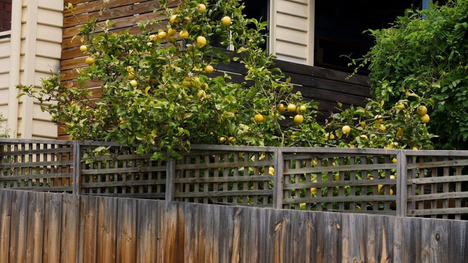 A timber paling fence with a garden behind it