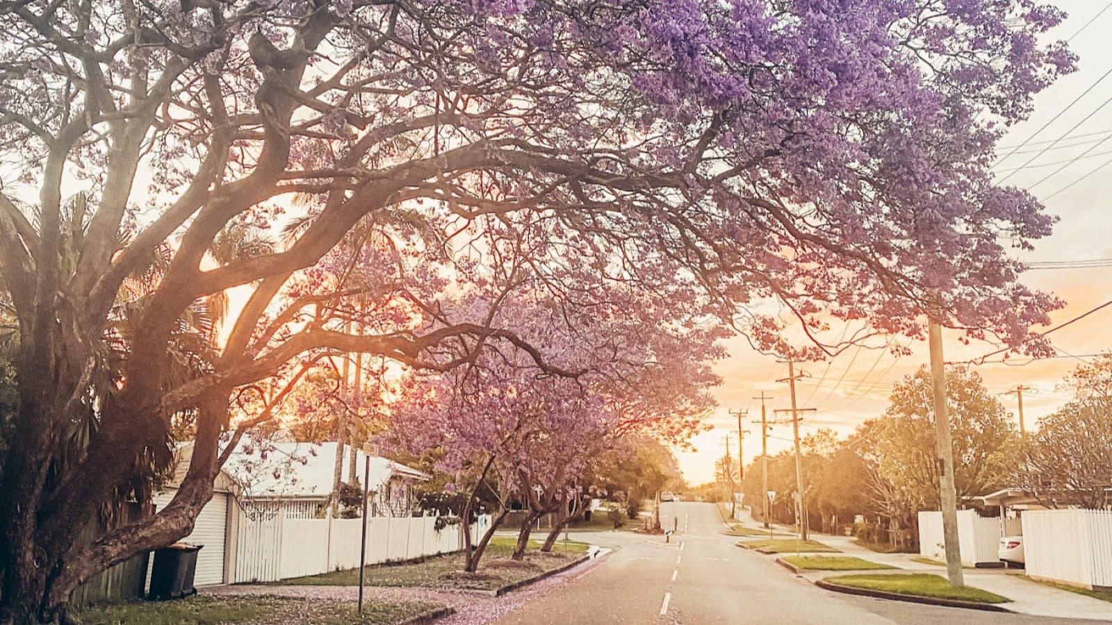 A jacaranda in flower over a residential street